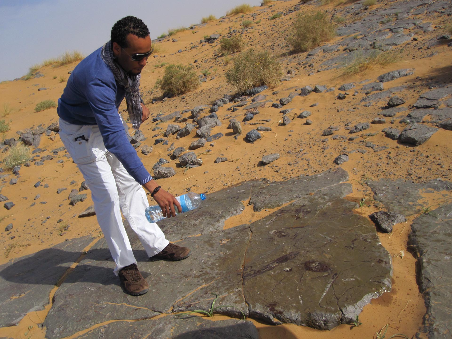 Visiting fossils